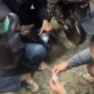 Pelaku YS bersama barang bukti saat diamankan petugas Satresnarkoba Polres Toraja Utara di Jalan Frans Karangan, Rantepao, Rabu (7/5/2025) (Foto: Humas).