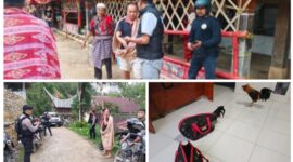 Petugas gabungan dari Polres Toraja Utara dan Polsek Tondon Nanggala saat menggerebek lokasi judi sabung ayam di Tondon Matallo, Jumat (16/05/2025) (Foto: Humas).