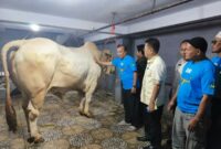 Sekertaris Daerah Kabupaten Toraja Utara, Salvius Pasang menyerahkan bantuan sapi presiden kepada Kepala Badan Kemakmuran Masjid (BKM) Masjid Besar Rantepao, H. Bumbun Pakata, di masjid besar Rantepao, Kamis (5/6/25).