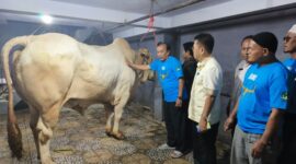 Sekertaris Daerah Kabupaten Toraja Utara, Salvius Pasang menyerahkan bantuan sapi presiden kepada Kepala Badan Kemakmuran Masjid (BKM) Masjid Besar Rantepao, H. Bumbun Pakata, di masjid besar Rantepao, Kamis (5/6/25).
