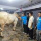 Sekertaris Daerah Kabupaten Toraja Utara, Salvius Pasang menyerahkan bantuan sapi presiden kepada Kepala Badan Kemakmuran Masjid (BKM) Masjid Besar Rantepao, H. Bumbun Pakata, di masjid besar Rantepao, Kamis (5/6/25).