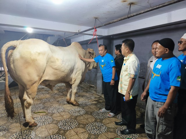 Sekertaris Daerah Kabupaten Toraja Utara, Salvius Pasang menyerahkan bantuan sapi presiden kepada Kepala Badan Kemakmuran Masjid (BKM) Masjid Besar Rantepao, H. Bumbun Pakata, di masjid besar Rantepao, Kamis (5/6/25).